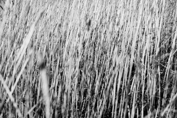 field grasses