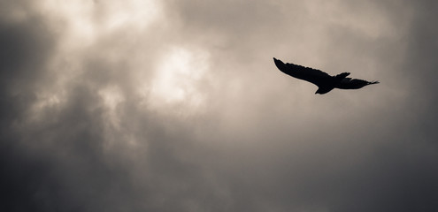 turkey vulture
