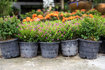 Fototapeta na wymiar sale of garden flowers in pots