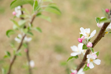 Fruit Tree with Blossoms and Blurred Background