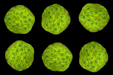 Collage of lotus fruits on a black background