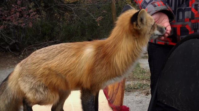 A domesticated fox plays with a woman and eats dainties
