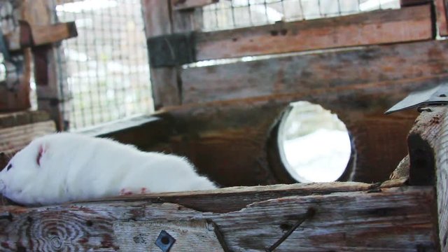 White curious mink peeking out of the cage
