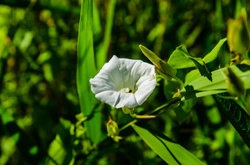 Bindweed (Convolvulus) on a meadow