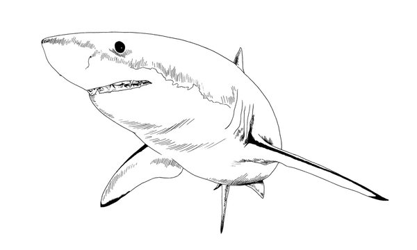 a shark drawn in ink on a white background with jaws attacking
