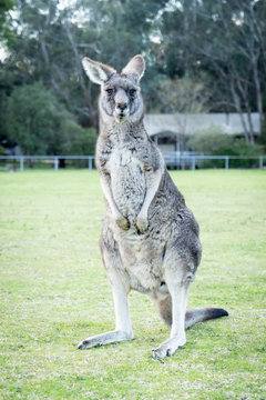 Kangaroo in Australia Outdoors