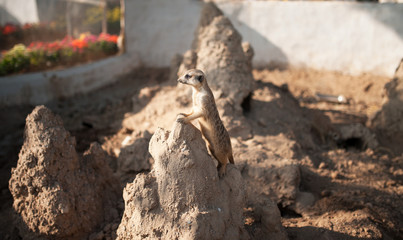 Meercat  in the zoo.