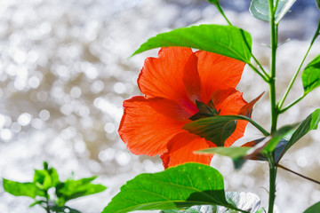 Red hibiscus flowers blooming on the river.