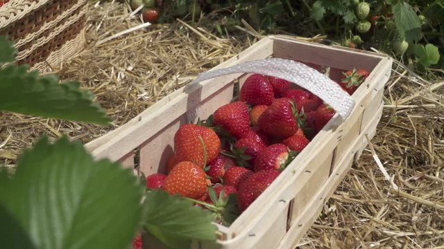 A woman gathering strawberries in a strawberry field in a local farm in the Czech republic and then puts them into a basket. 2016.06.05 Strawberries Field