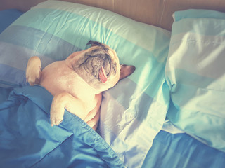 Cute pug dog sleep rest in bed, wrap with blanket and tongue sticking out in lazy time - obrazy, fototapety, plakaty