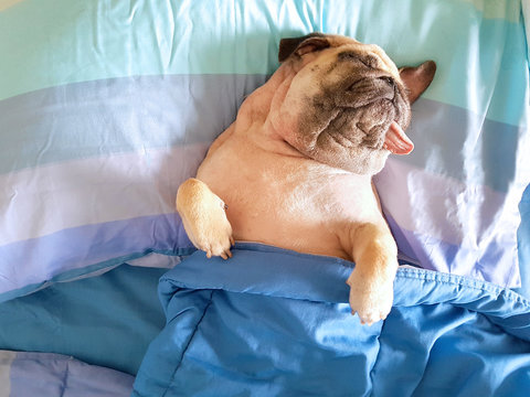 Cute pug dog sleep rest in the bed, wrap with blanket and tongue sticking out in the lazy time