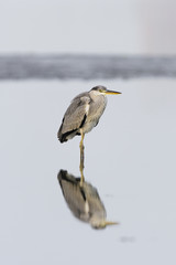 アオサギ幼鳥(Grey heron)