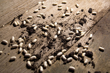Seeds and Dirt on Wooden background