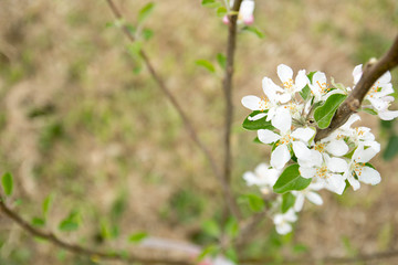 Fototapeta premium Fruit Tree with Blossoms and Blurred Background