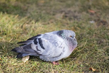 Gray pigeon is sitting in the grass