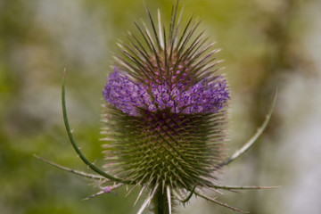 Obraz premium lila blühende Distel