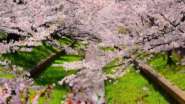 春風に揺れる満開の桜と小鳥の飛行