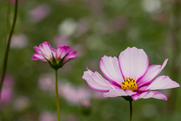コスモス