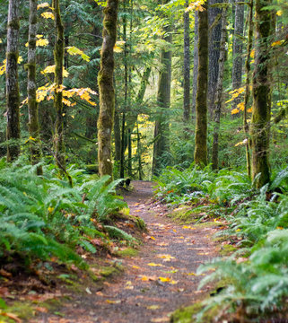 a trail through a park
