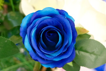 Fototapeta na wymiar Closeup beautiful blue artificial roses on blurred background.