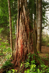 a picture of an Pacific Northwest forest with a second growth conifer tree