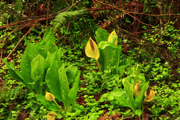 a picture of an Pacific Northwest forest with skunk cabbage plants