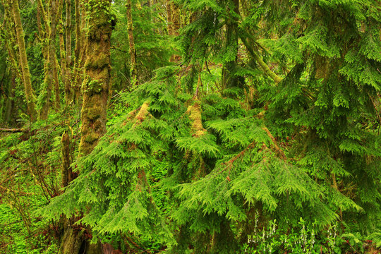 a picture of an Pacific Northwest forest with Alaskan yellow cedar trees