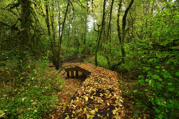 a picture of an Pacific Northwest forest trail