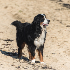 Bernese mountain dog, black, brown and white dog standing on the beach
