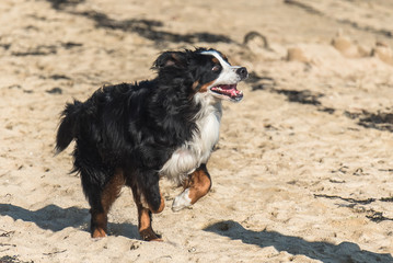 Bernese mountain dog, black, brown and white dog standing on the beach
