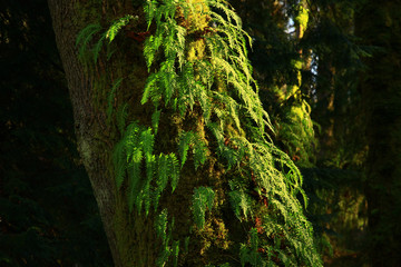 a picture of an Pacific Northwest forest with a old growth Red alder tree and ferns