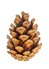 Fototapeta premium Beautiful pine cone isolated on white background