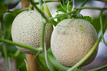 Cantaloupe melons growing in a greenhouse