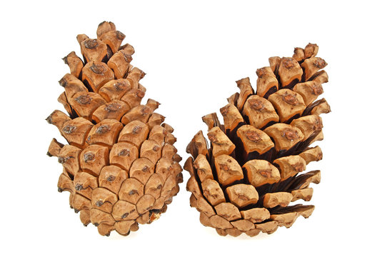 Two brown pine cones over white background
