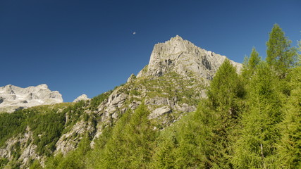 Vegetazione di alta montagna