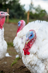 Turkey on a farm , breeding turkeys. White turkey portrait. Flock of Turkeys at the farm. Pasture raised turkey on a farm.