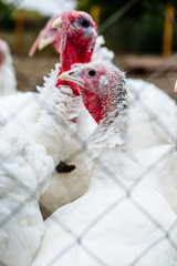 Turkeys from behind a metal fence on the farm