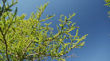 Larici in montagna con cielo azzurro