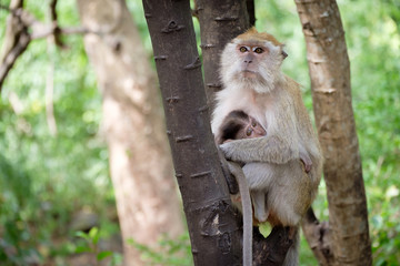 Monkey sitting on a tree happily