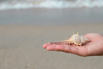 A shell on woman's hands