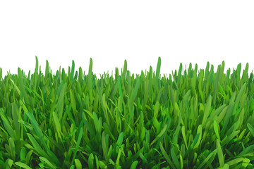 Fototapeta na wymiar green grass nature. plants lawn. 3d rendering