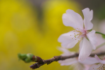 可憐な桜
