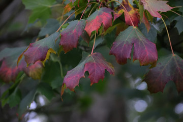 Changing colours of autumn