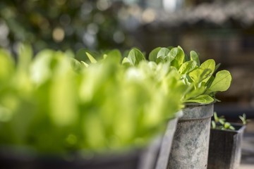 salad plant in pot