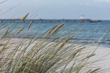 d&uuml;nengras