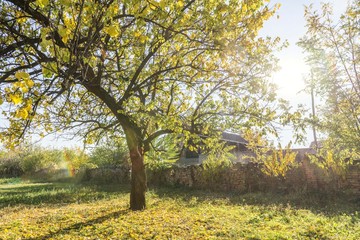 autumn garden tree