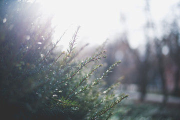 bush plant