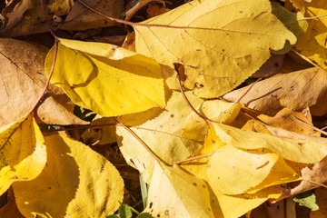 autumn fallen leaves
