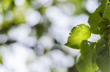 green leaf - nature background