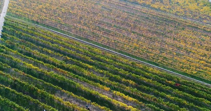 huge vineyards with grape harvesting